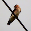 Southern rough-winged swallow