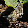 Common Checkered Skipper