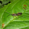 Scorpion Wasp