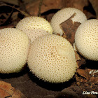 Common puffball