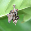 Case-moth