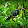 Asian Koel