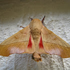 Syssphinx molina Moth