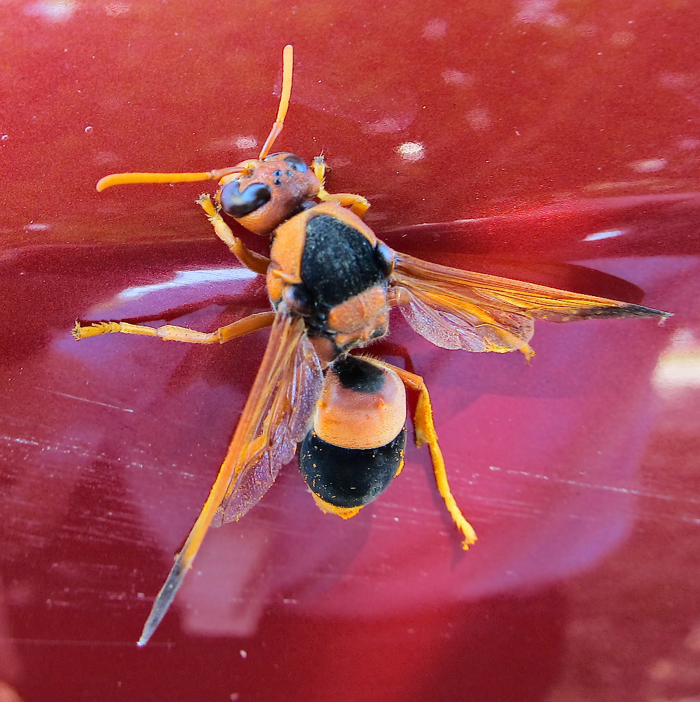 Australian Hornet (aka Potter Wasp)