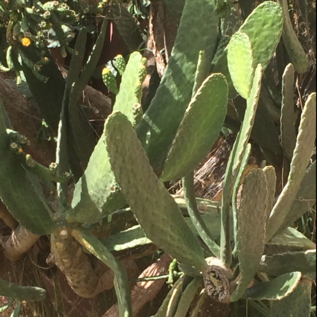 Prickly pear cactus