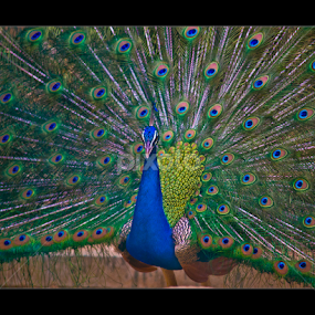Flash Dance by Vincent Albert - Animals Birds