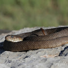 Plainbelly Water Snake