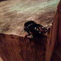 Betsy Bug     Also known as:  Betsy beetle, bess beetle, bess bug, Eastern Bess Beetle, patent-leather beetle, Jerusalem beetle, singing beetle