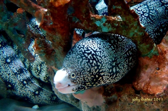 Snowflake Moray Eel