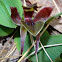 Large Bird Orchid