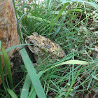 Asian Common Toad