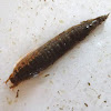 Dobson fly larva (hellgrammite)