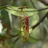 Narrow-leaved Pitcher Plant