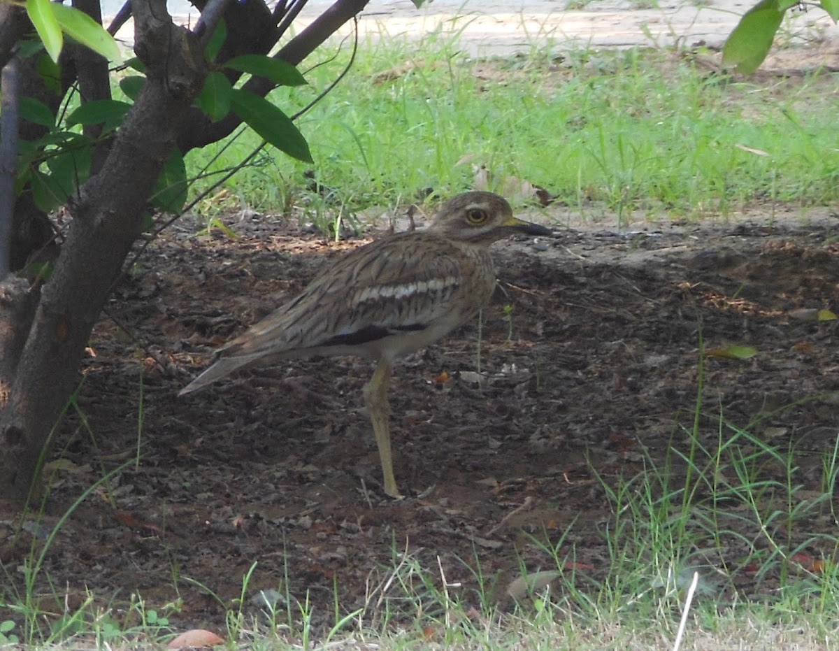 Eurasian Stone - Curlew