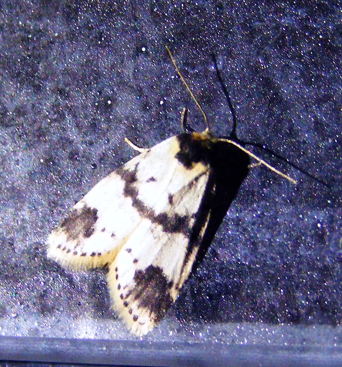 Arctid Moth