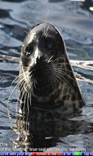 Wild Animals of the Arctic Screenshots 22