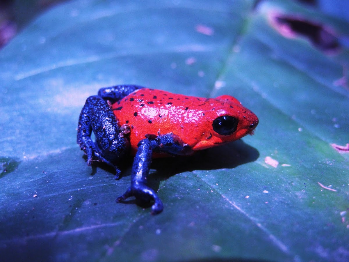 Blue jeans dart frog Project Noah