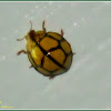 Netted or Netty Ladybird Beetle