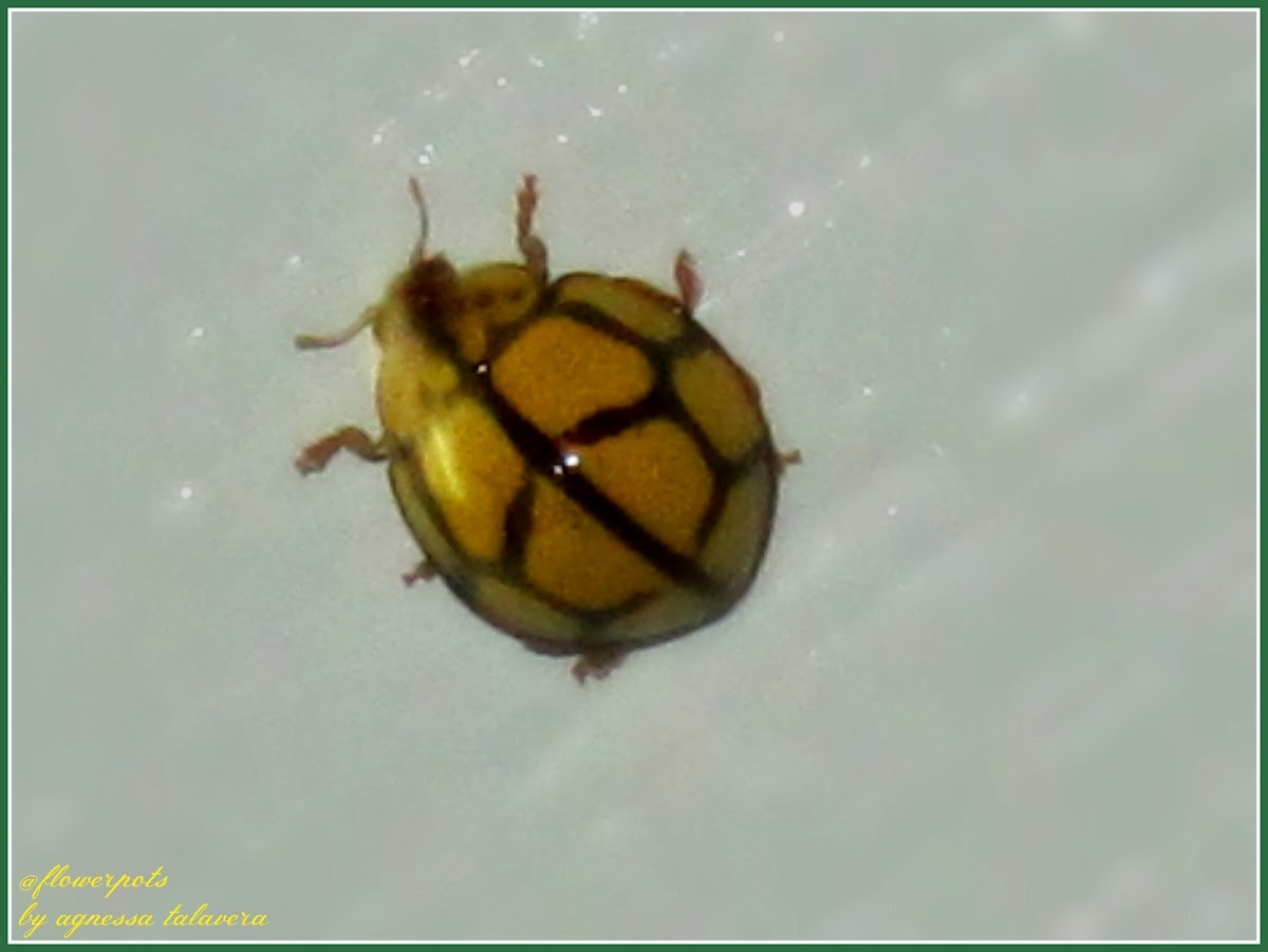 Netted or Netty Ladybird Beetle