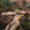 Lesser Ground Cuckoo
