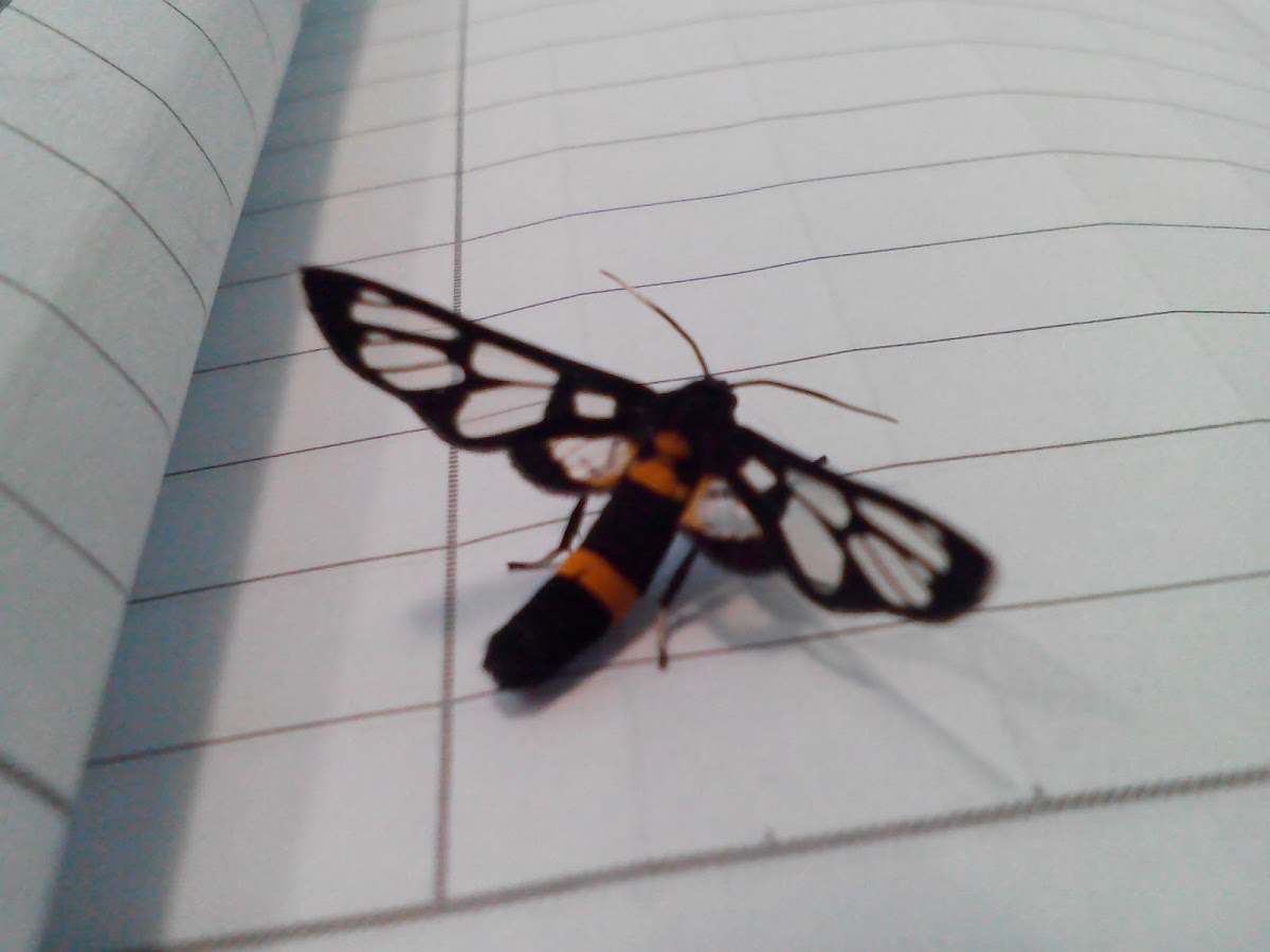 Clearwing Moth