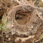 tunnel web spider ?
