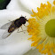 Sírfido, Syrphidae (Hoverfly)