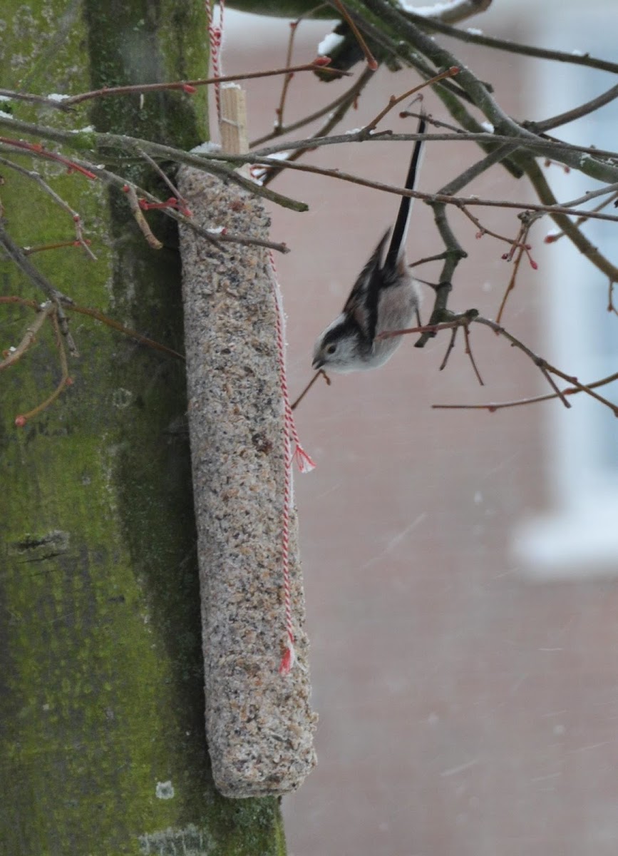 staartmees , Long-tailed Tit