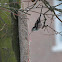 staartmees , Long-tailed Tit