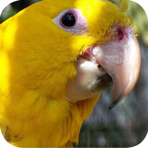 Macaw Wallpapers 個人化 App LOGO-APP開箱王