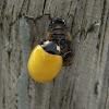 Yellow young ladybug
