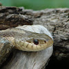 Short-head Garter Snake