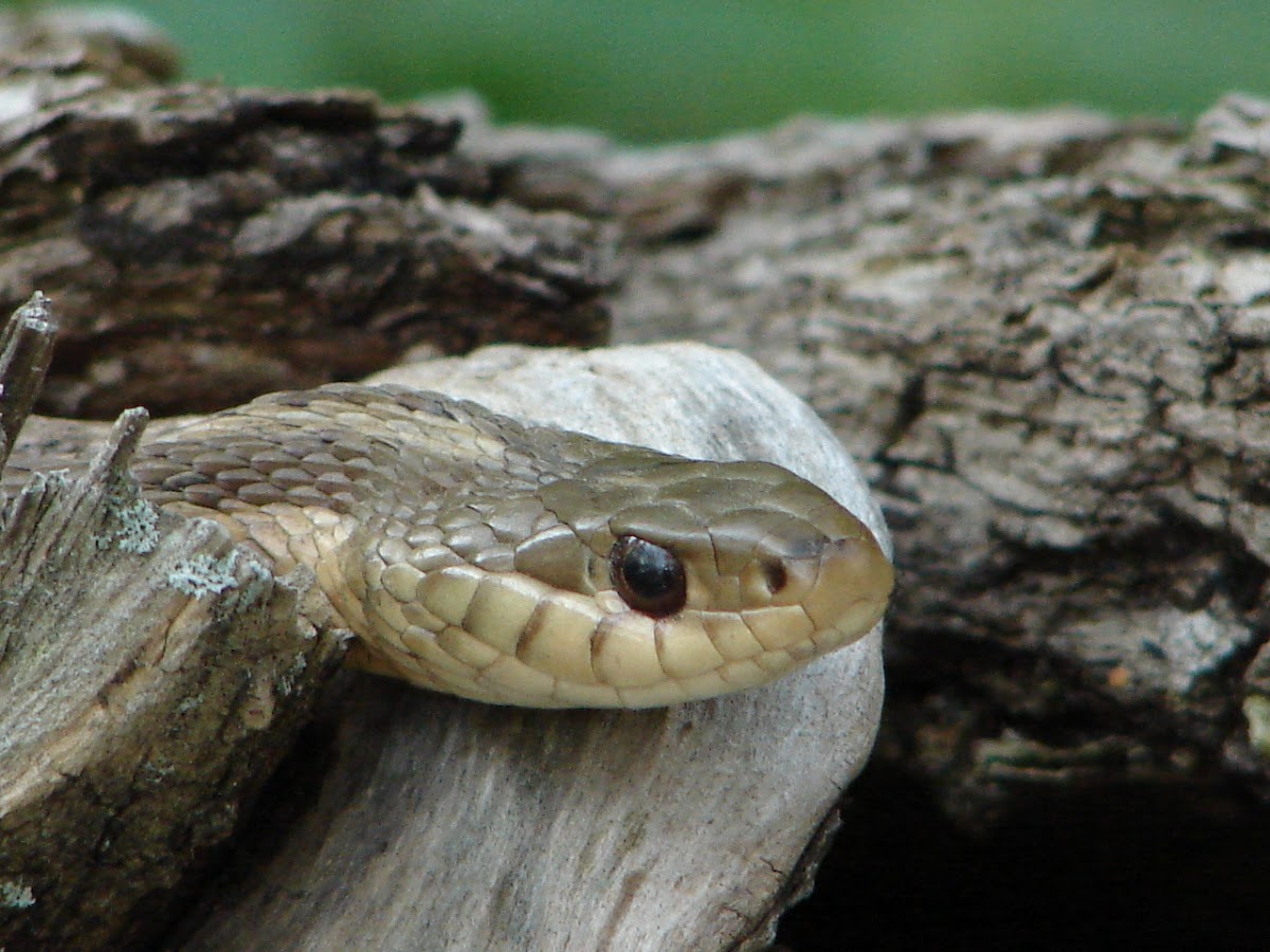 Short-head Garter Snake
