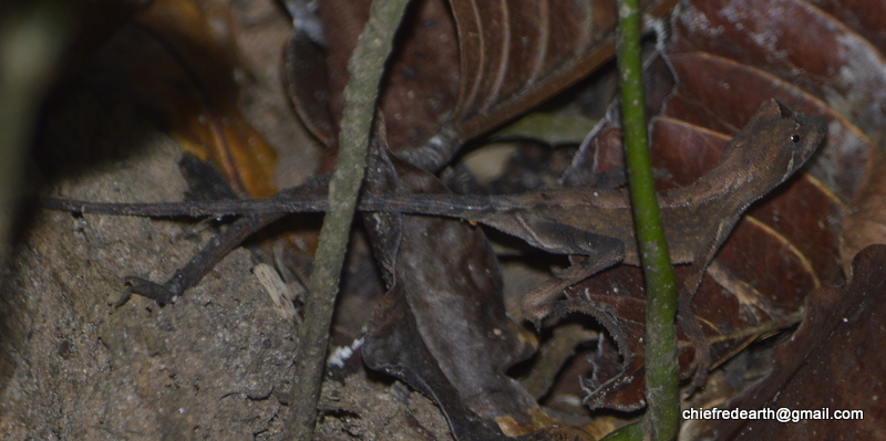Indian Kangaroo Lizard  (Otocryptis beddomei)