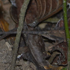 Indian Kangaroo Lizard  (Otocryptis beddomei)