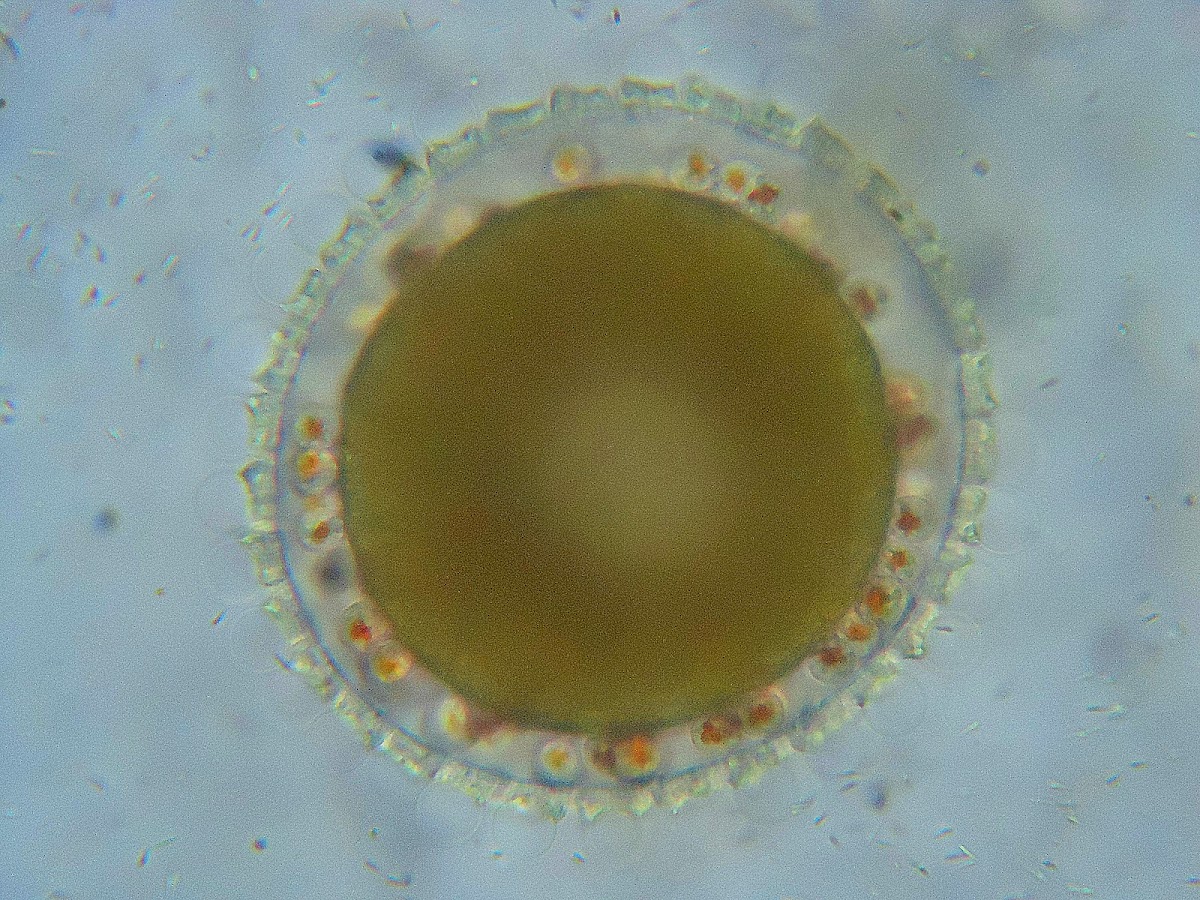 ascidian embryo