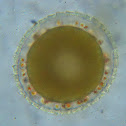 ascidian embryo