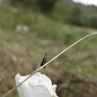 longhorn moth