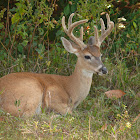 White tailed Deer