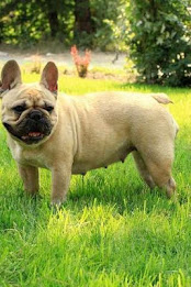 Bulldog Puzzle by BookMan poster 4