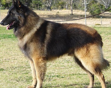 Belgian Sheepdog Wallpapers Screenshots 3