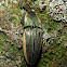 Giant Green Click Beetle
