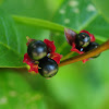 Black twinberry