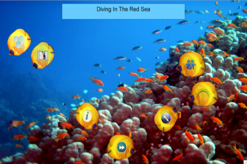 Diving In The Red Sea