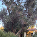 Olive tree