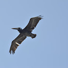 Peruvian Pelican