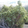Juniperus oxycedrus (Enebro, enebro de la miera)