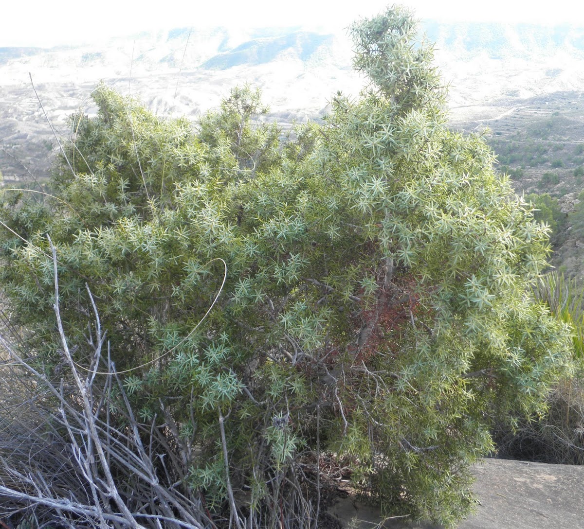 Juniperus oxycedrus (Enebro, enebro de la miera)