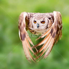 i can fly by Stefano Ronchi - Animals Birds