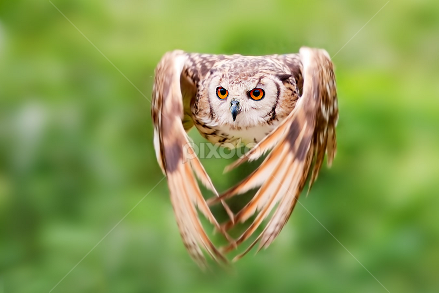 i can fly by Stefano Ronchi - Animals Birds